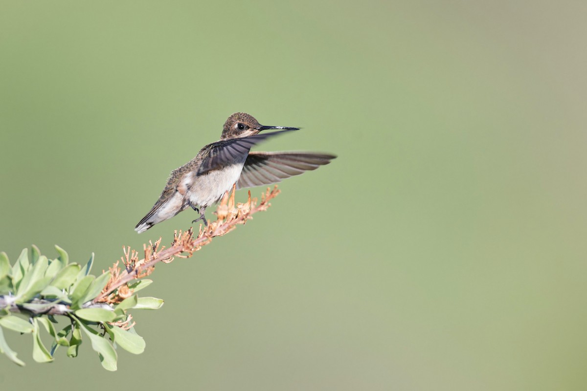 Black-chinned Hummingbird - ML621611628