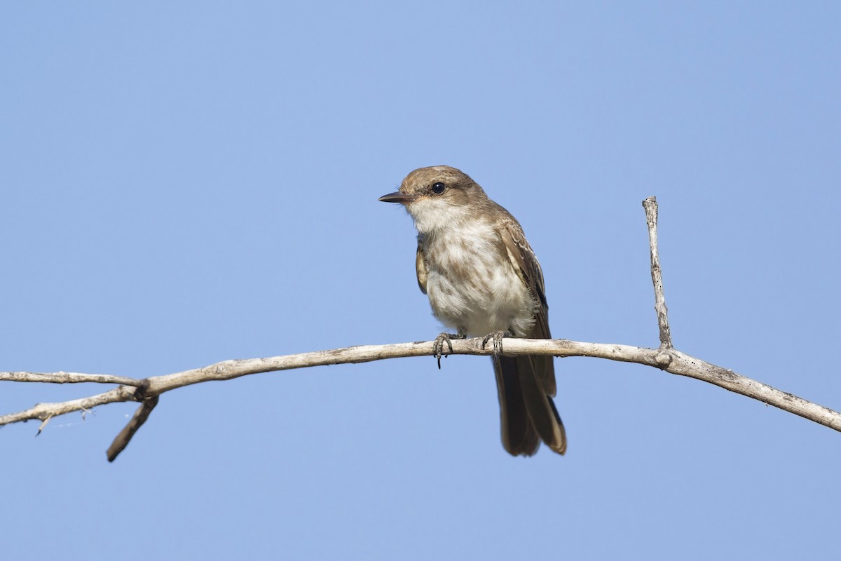 Vermilion Flycatcher - ML621611640