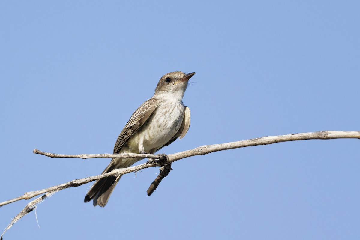 Vermilion Flycatcher - ML621611641