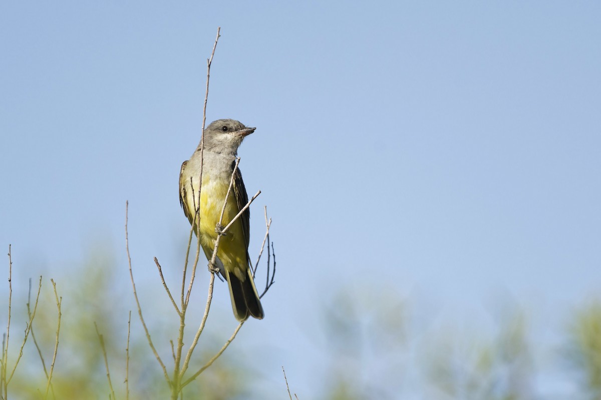 Western Kingbird - ML621611650