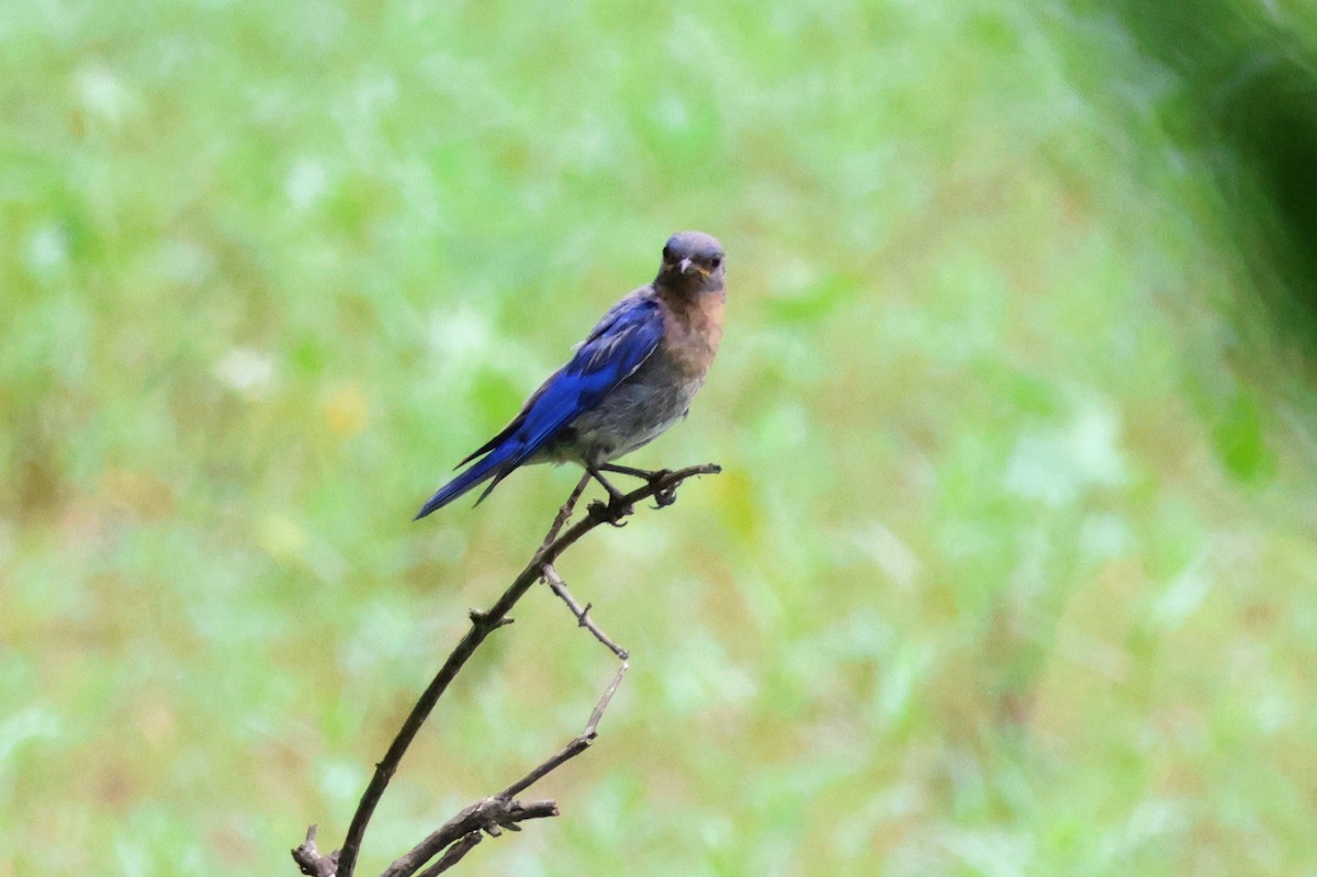 Eastern Bluebird - ML621611659