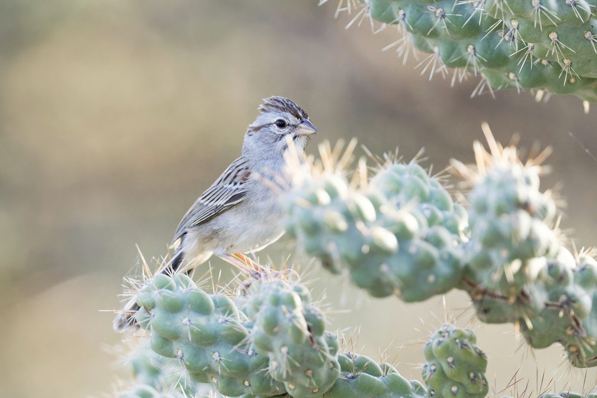 Rufous-winged Sparrow - Anonymous