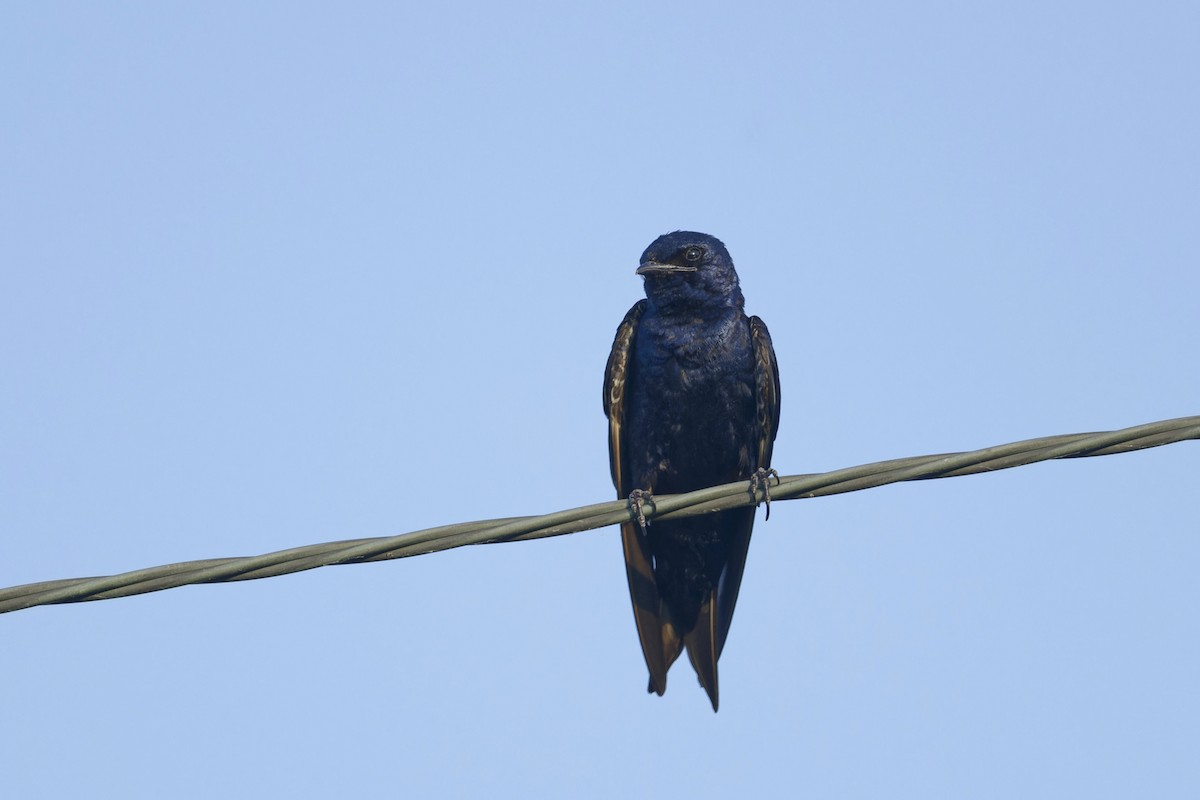 Purple Martin - ML621611677