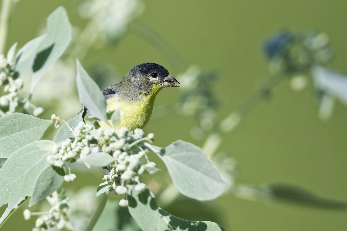 Lesser Goldfinch - ML621611689