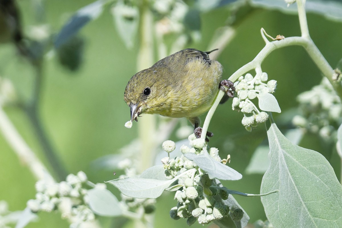 Lesser Goldfinch - ML621611690