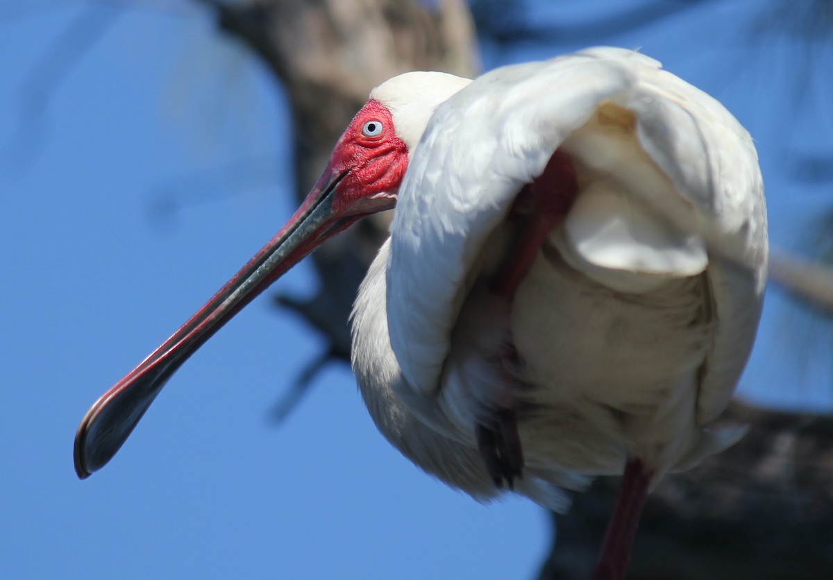 African Spoonbill - ML621611694