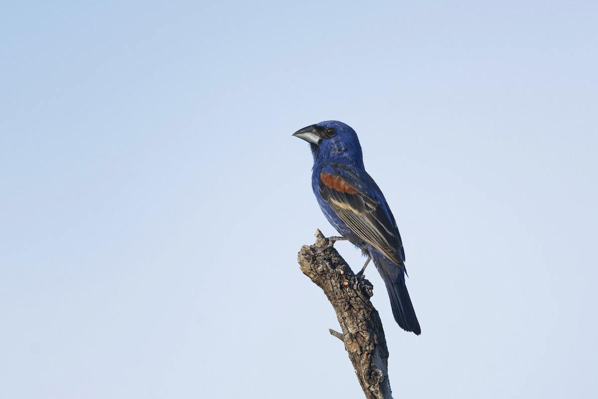 Blue Grosbeak - ML621611695