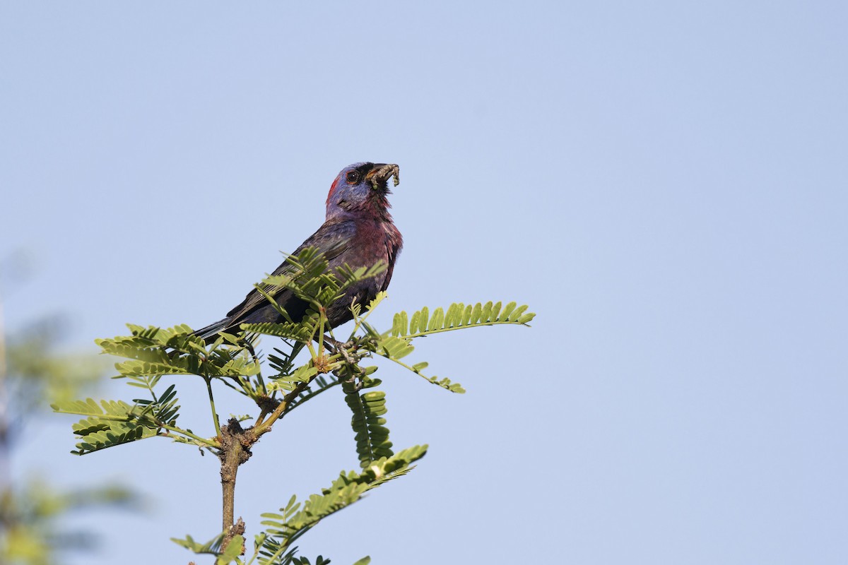 Varied Bunting - ML621611701