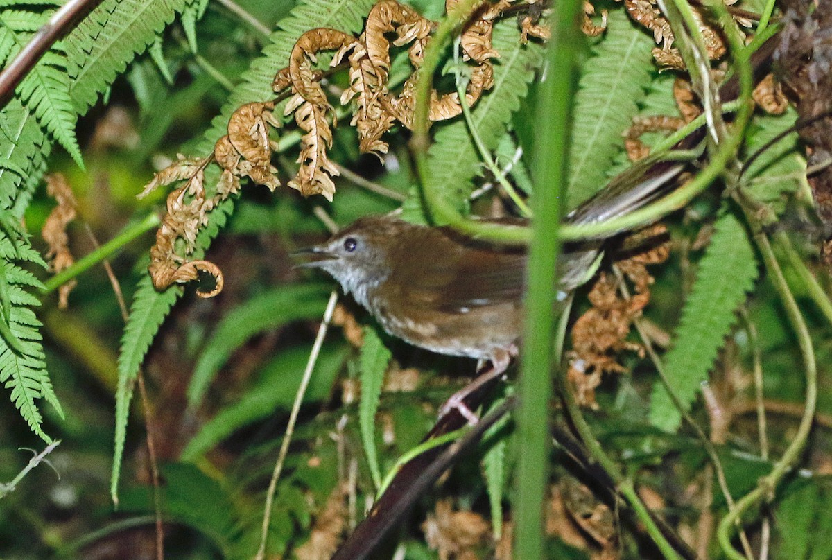 Javan Bush Warbler (Javan) - Don Roberson