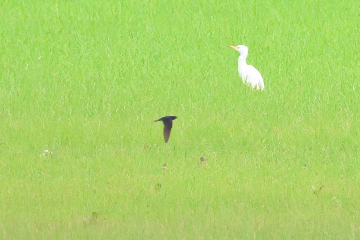 Western Cattle Egret - ML621611804