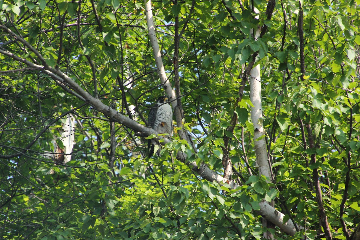 Peregrine Falcon - ML621611821