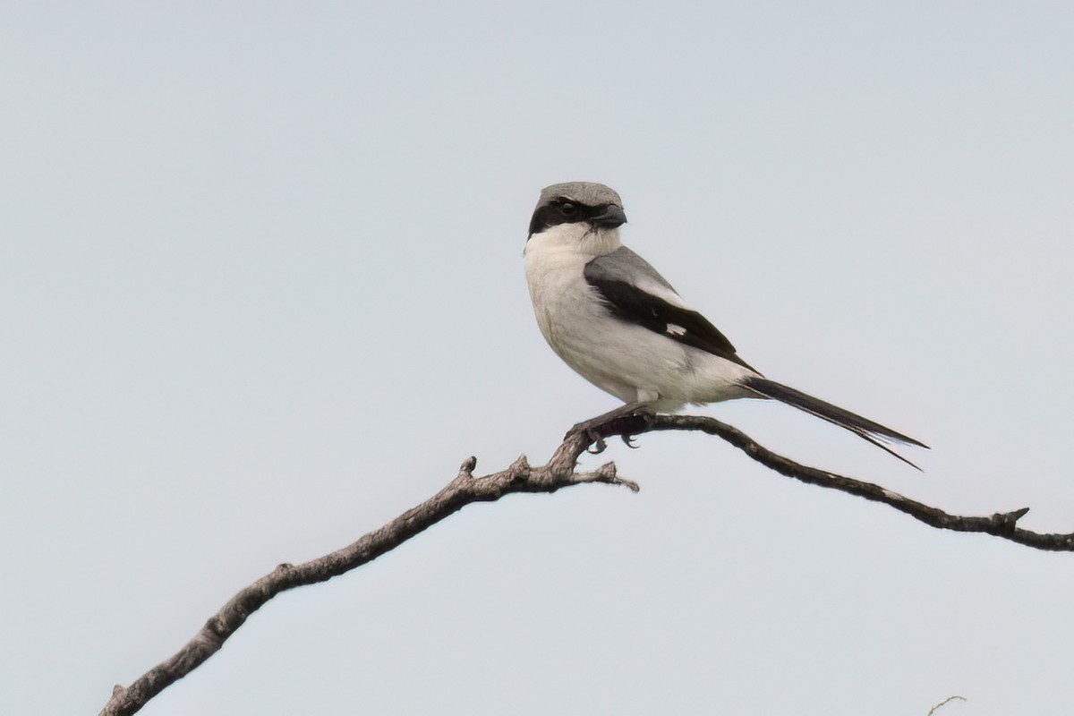 Loggerhead Shrike - ML621611834