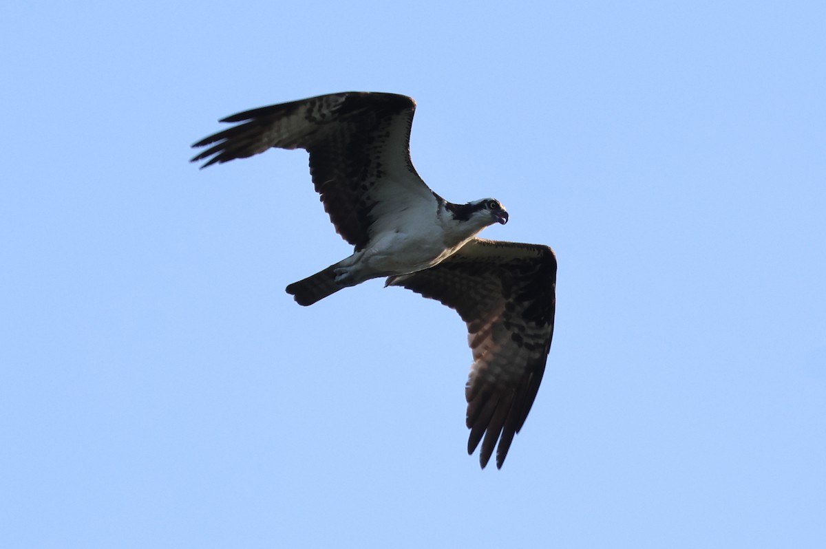 Balbuzard pêcheur - ML621611851