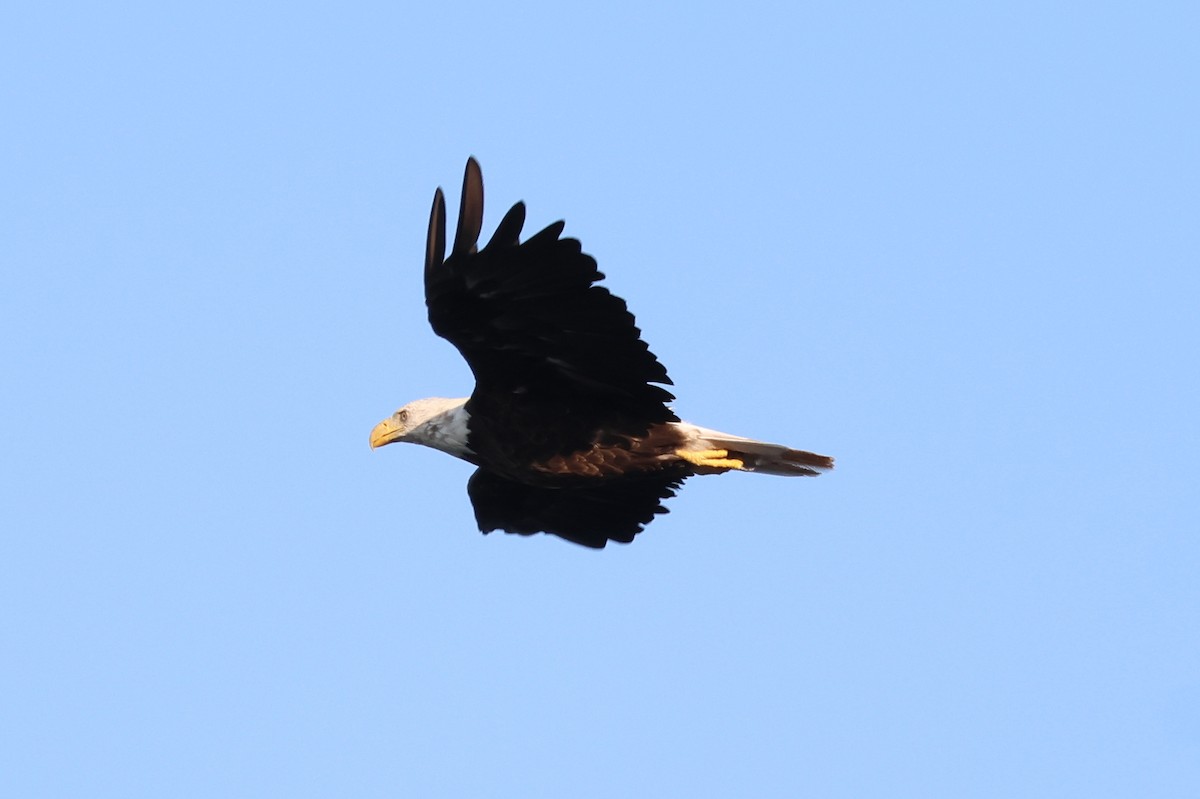 Bald Eagle - ML621611855