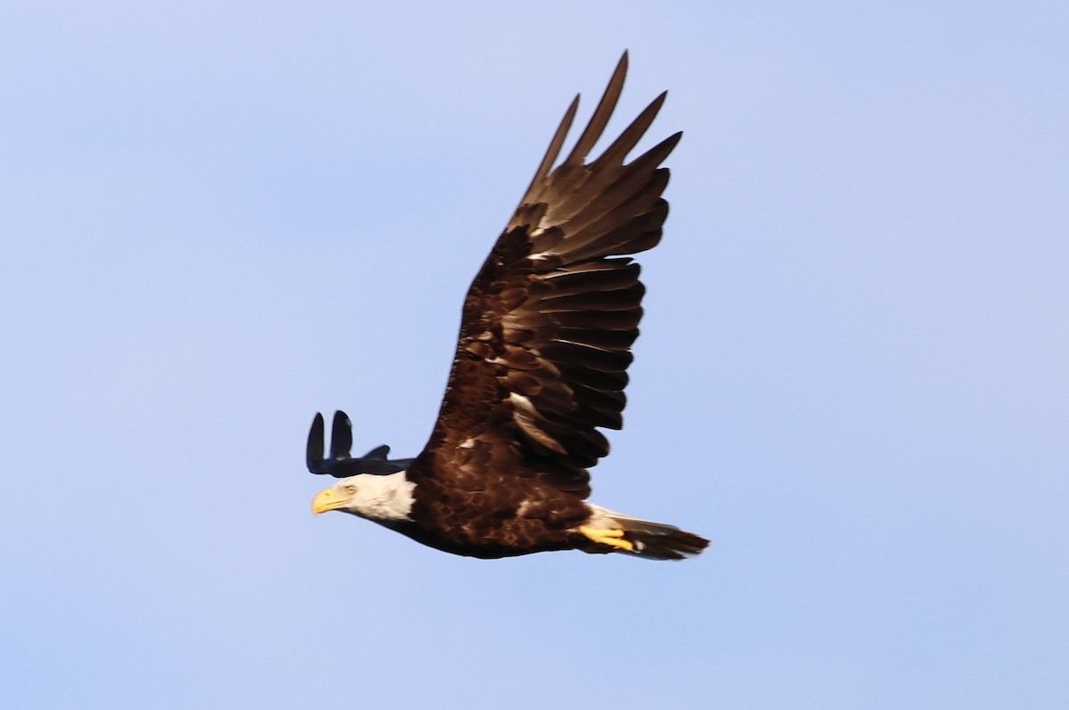 Bald Eagle - ML621611856