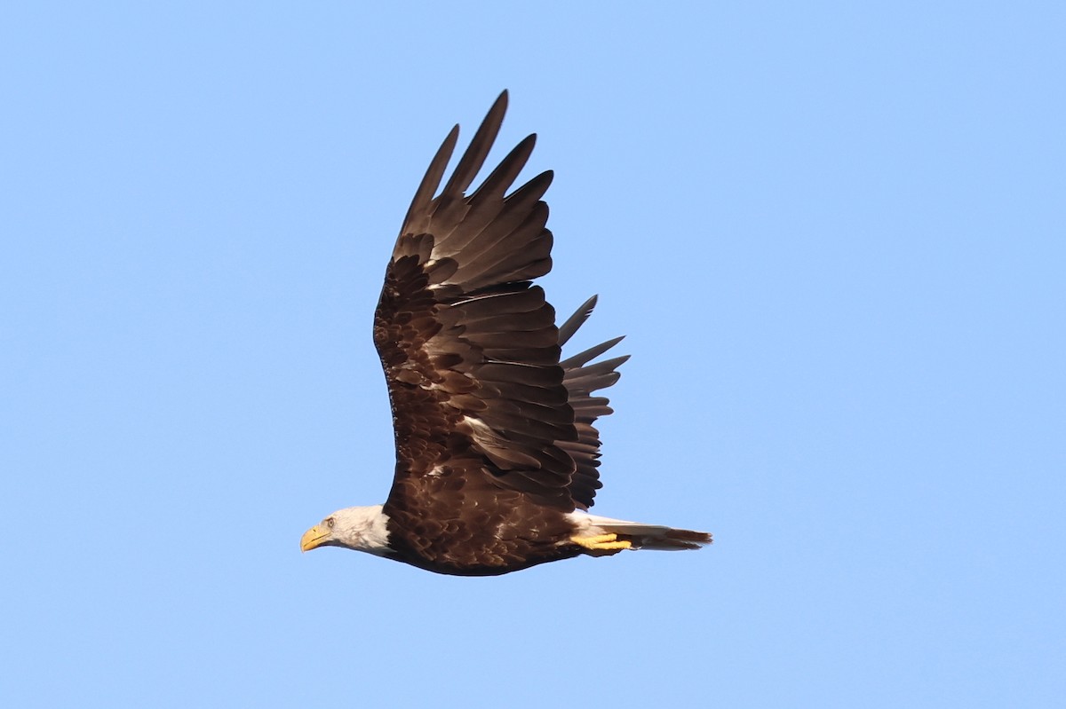 Bald Eagle - ML621611857