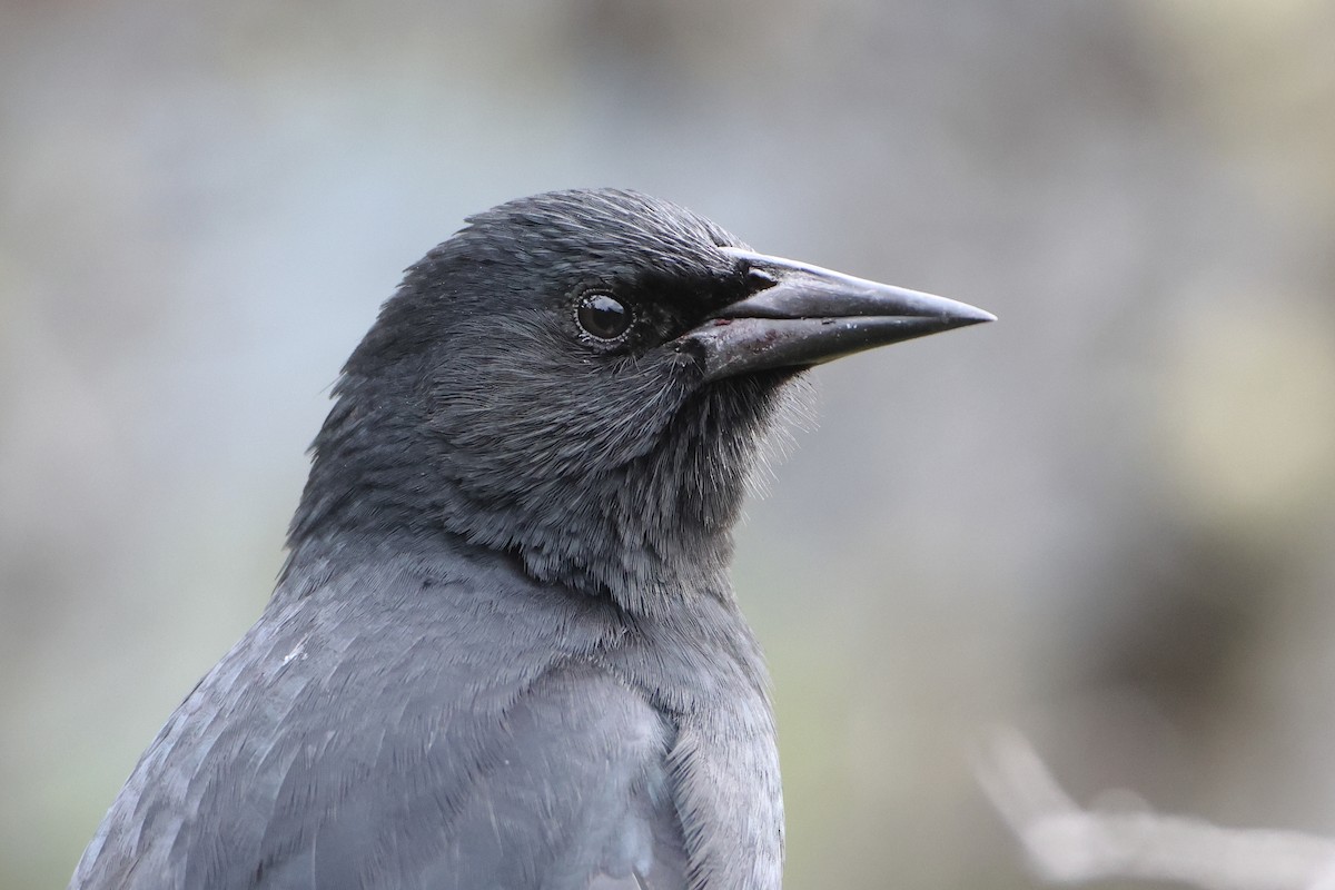 Austral Blackbird - ML621611870