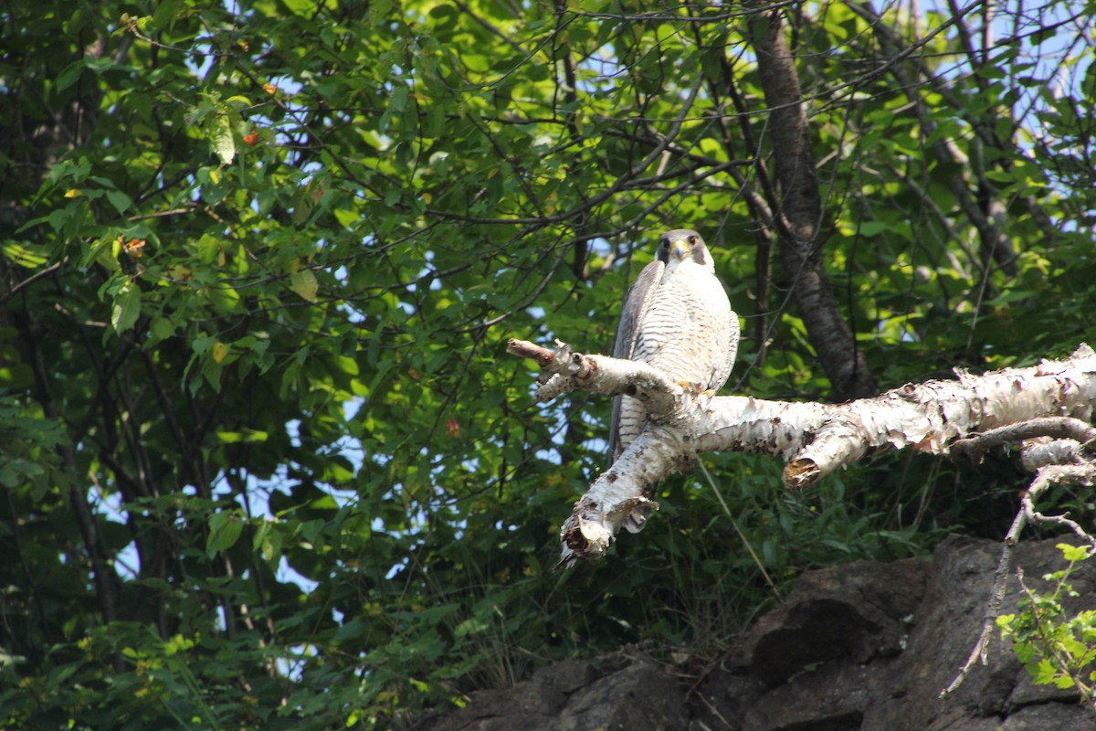 Peregrine Falcon - ML621611886