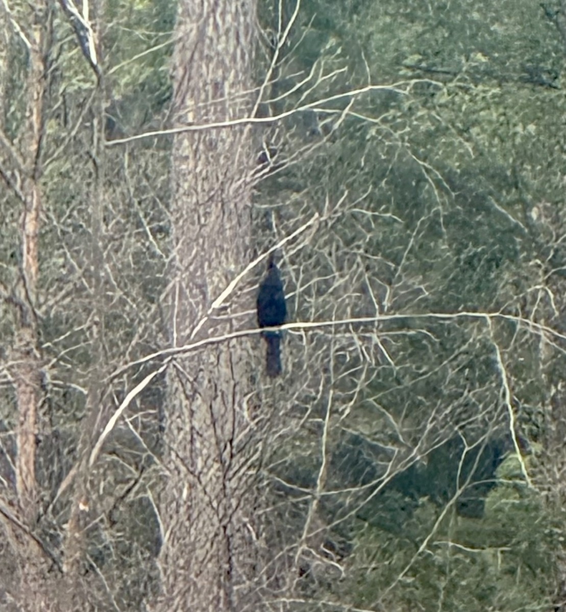 Anhinga - ML621611892