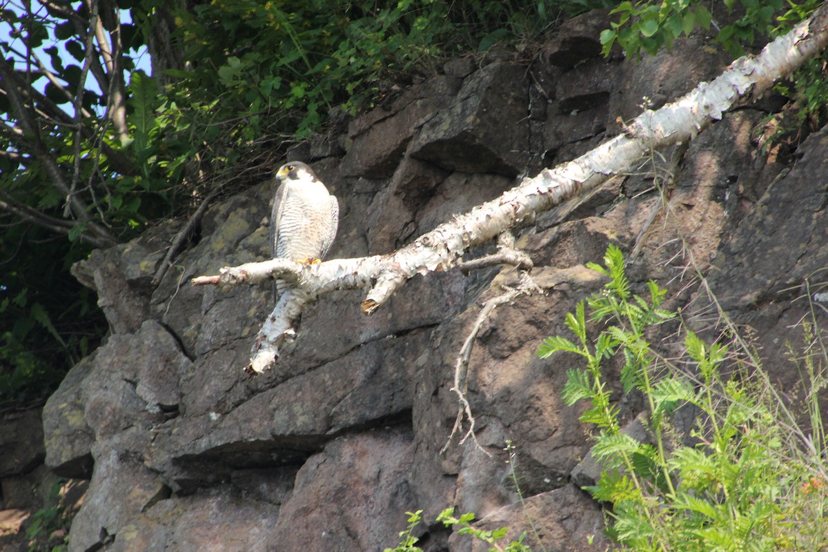 Peregrine Falcon - ML621611907