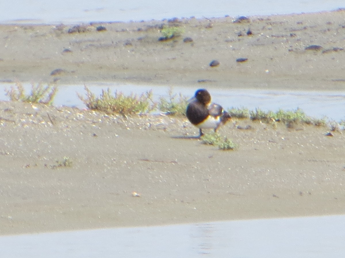 Lesser Scaup - ML621611923