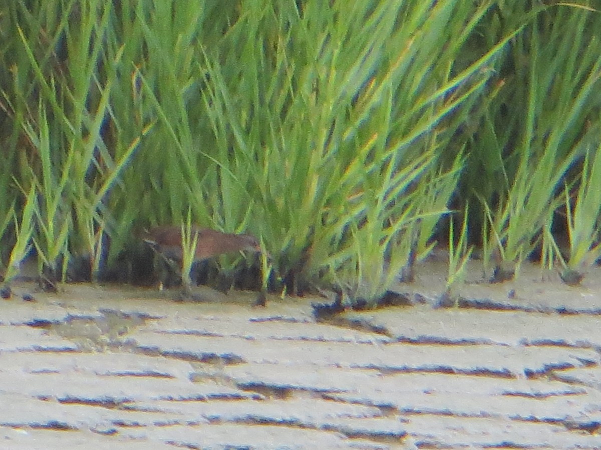 Virginia Rail - ML621611951