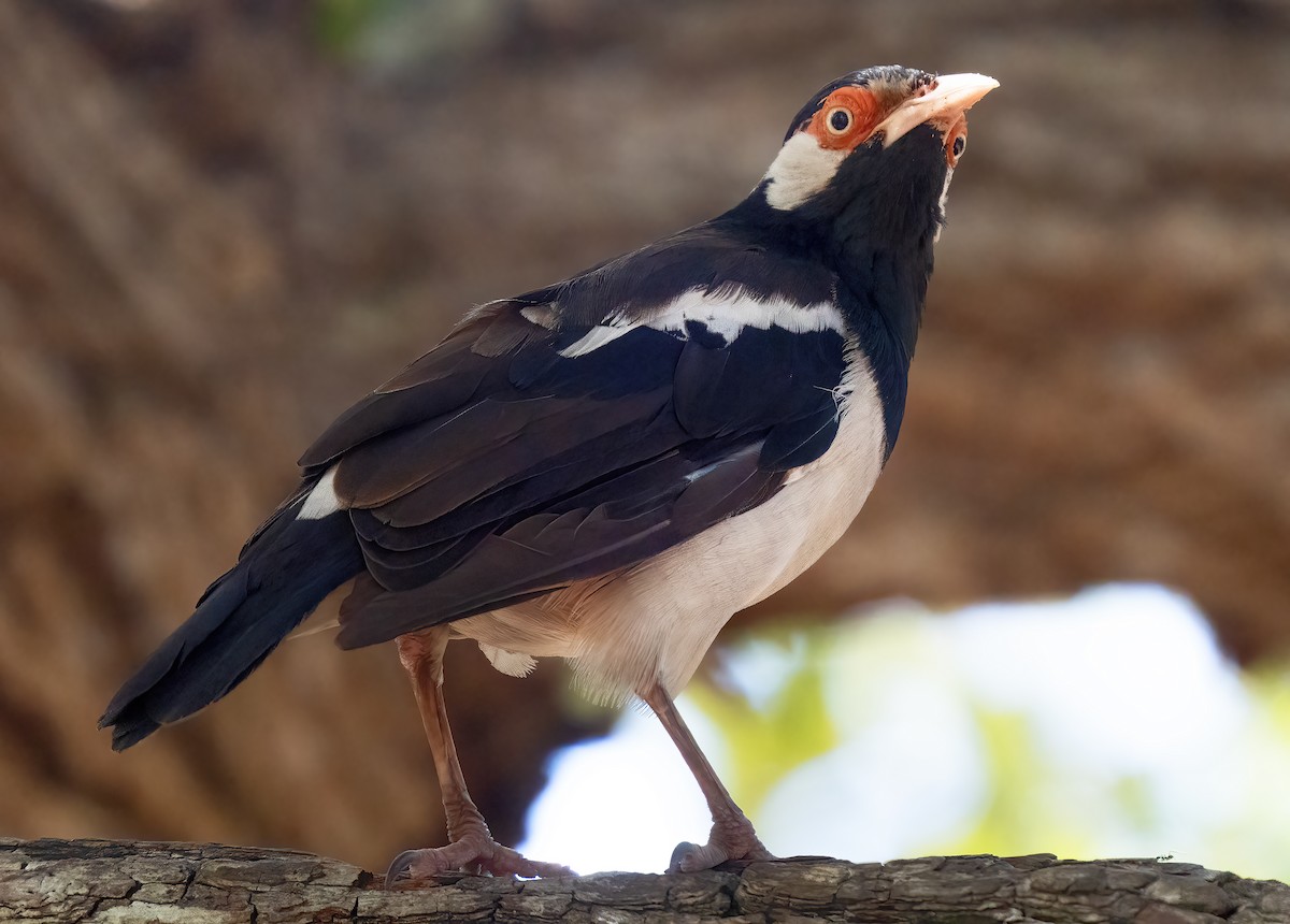 Javan Pied Starling - ML621612034