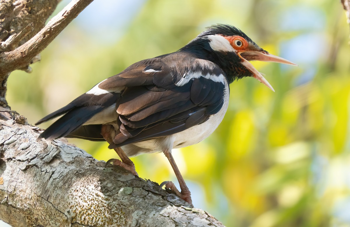 Javan Pied Starling - ML621612035