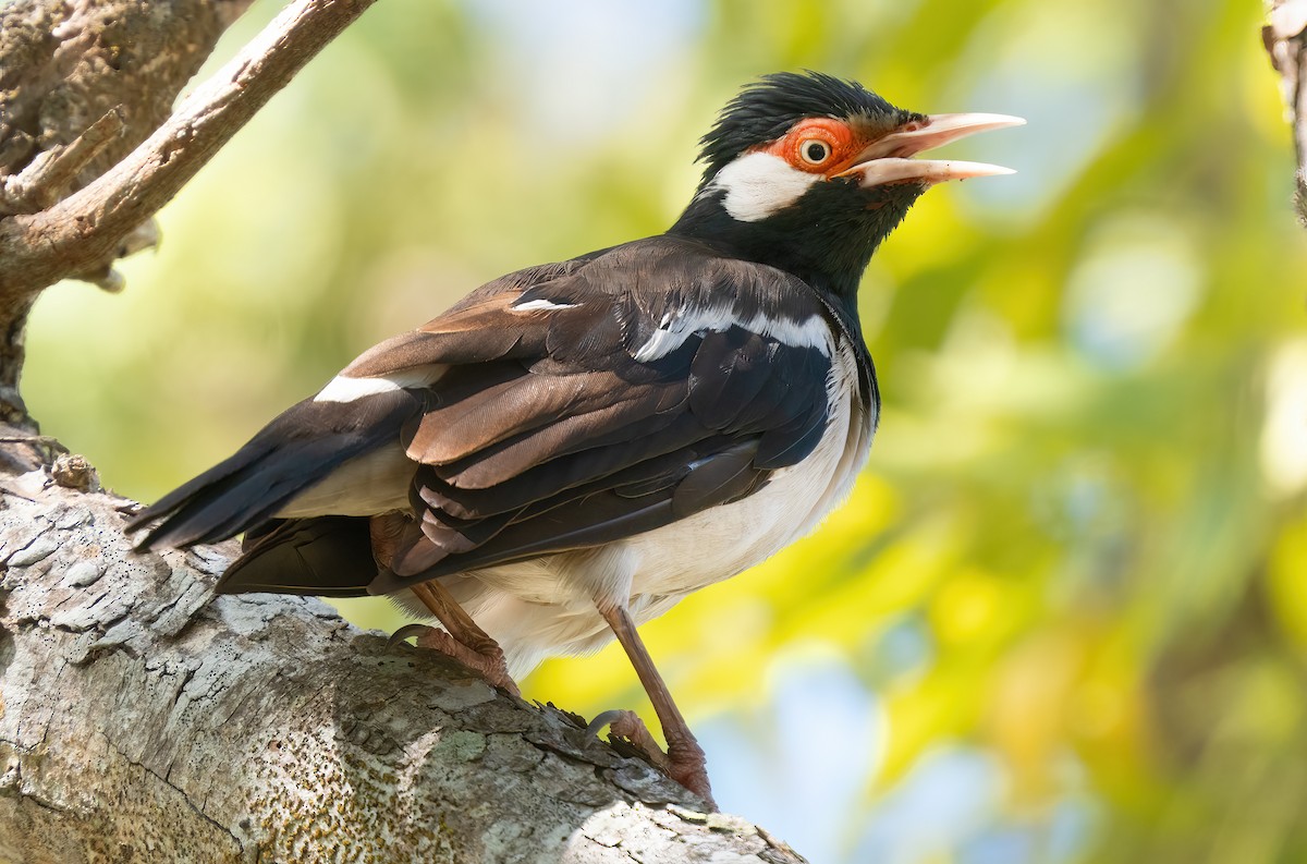 Javan Pied Starling - ML621612036