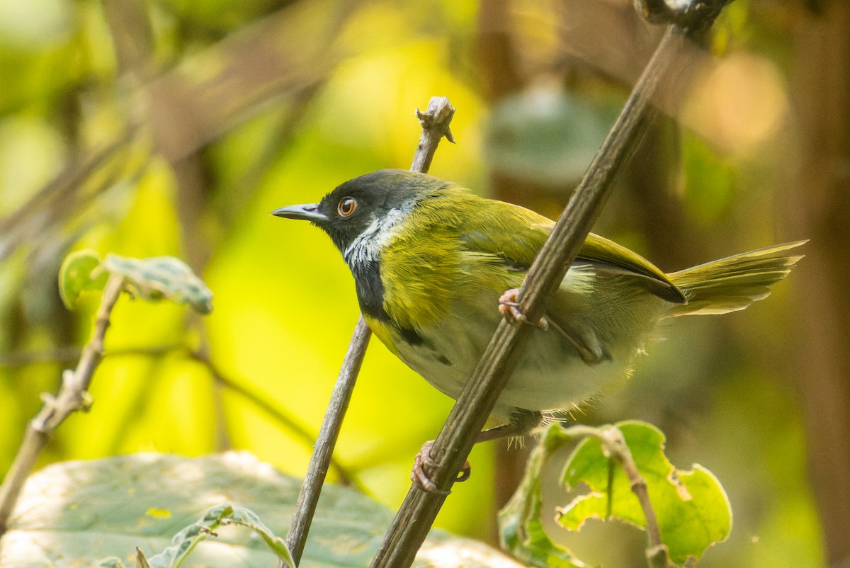 Black-faced Apalis - Gavin McKinnon