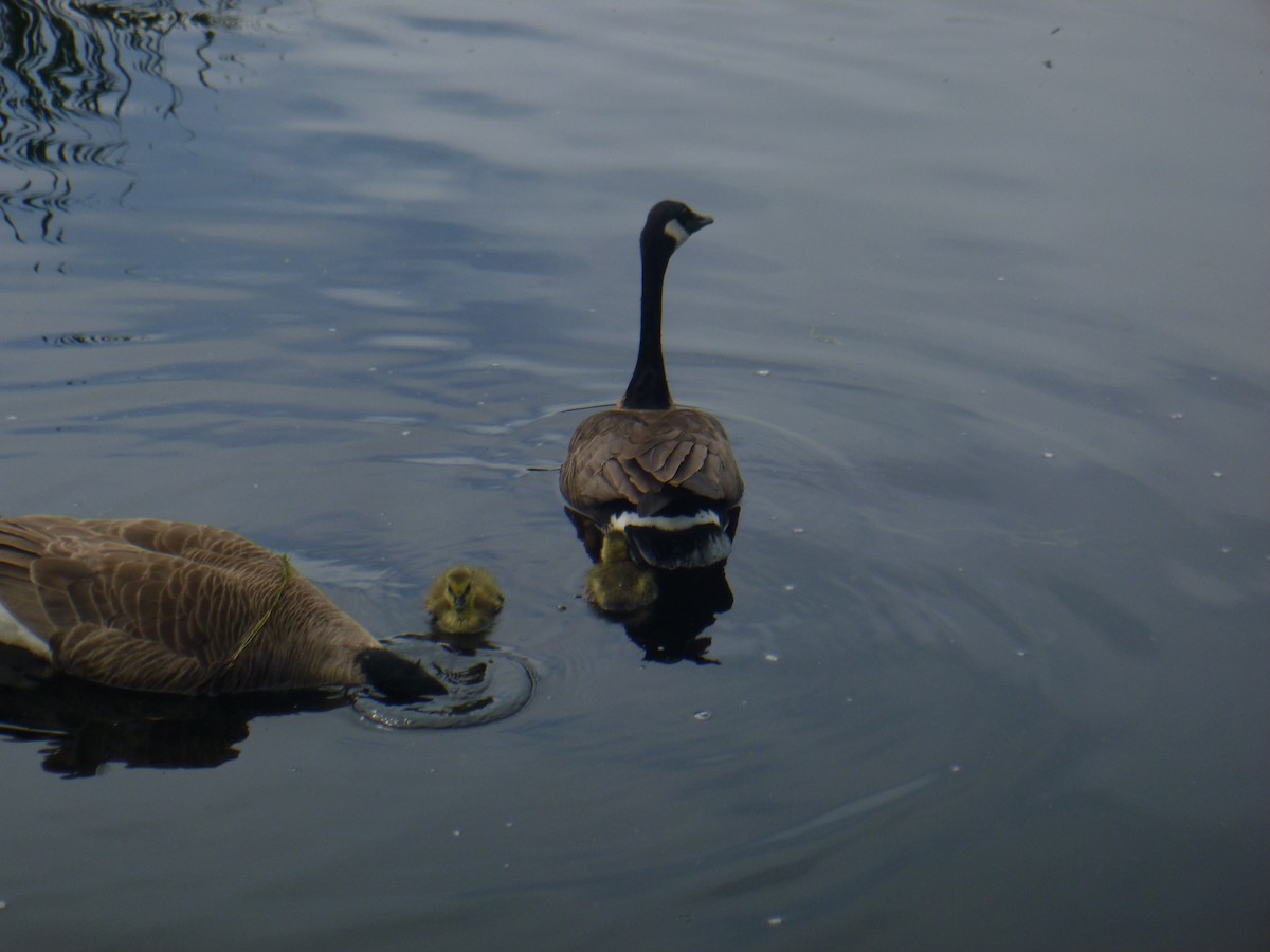 Canada Goose - Benoît Bürgi