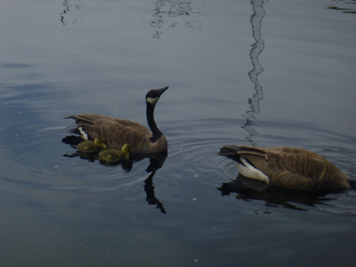 Canada Goose - ML621612041