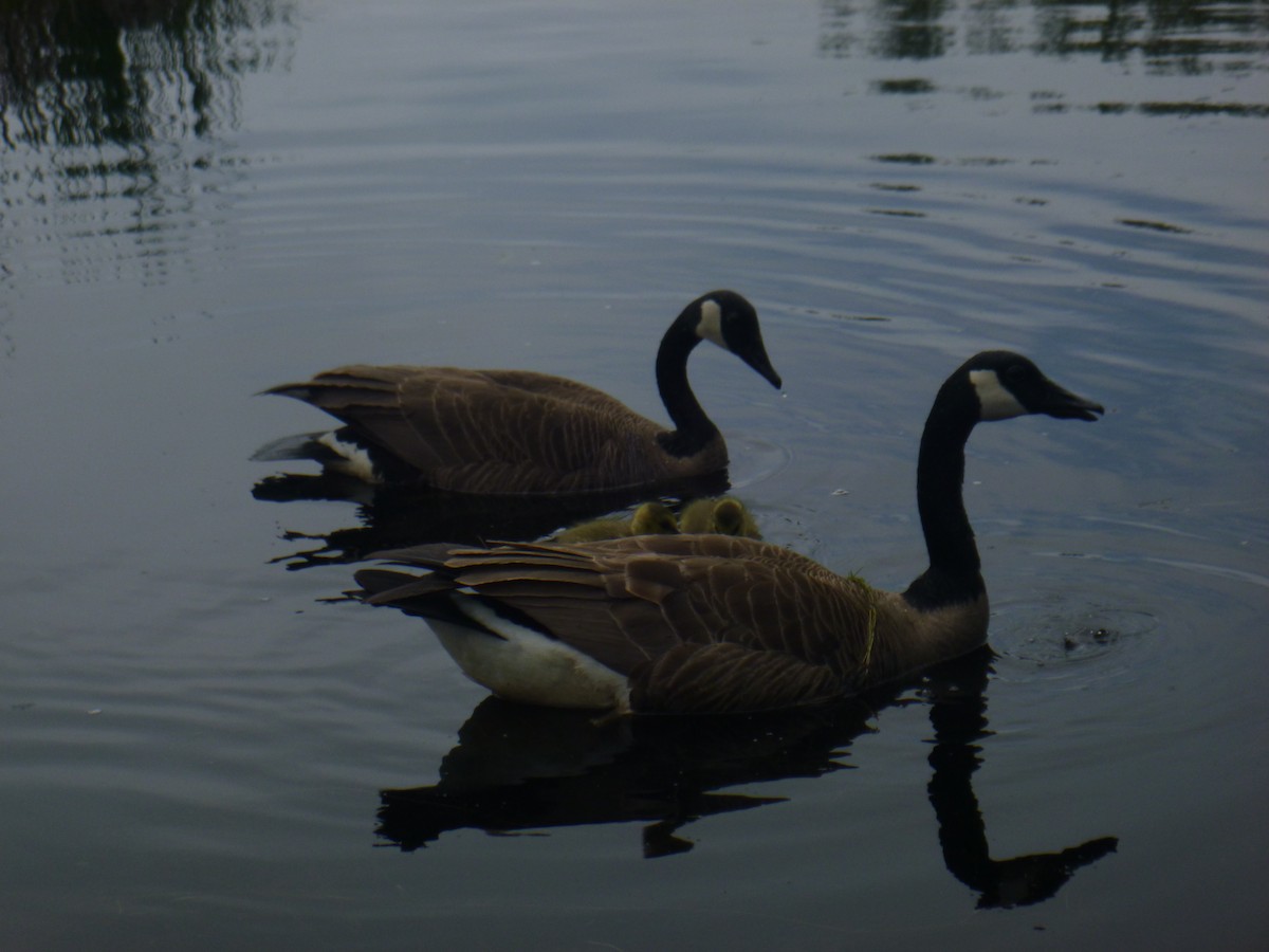 Canada Goose - ML621612042