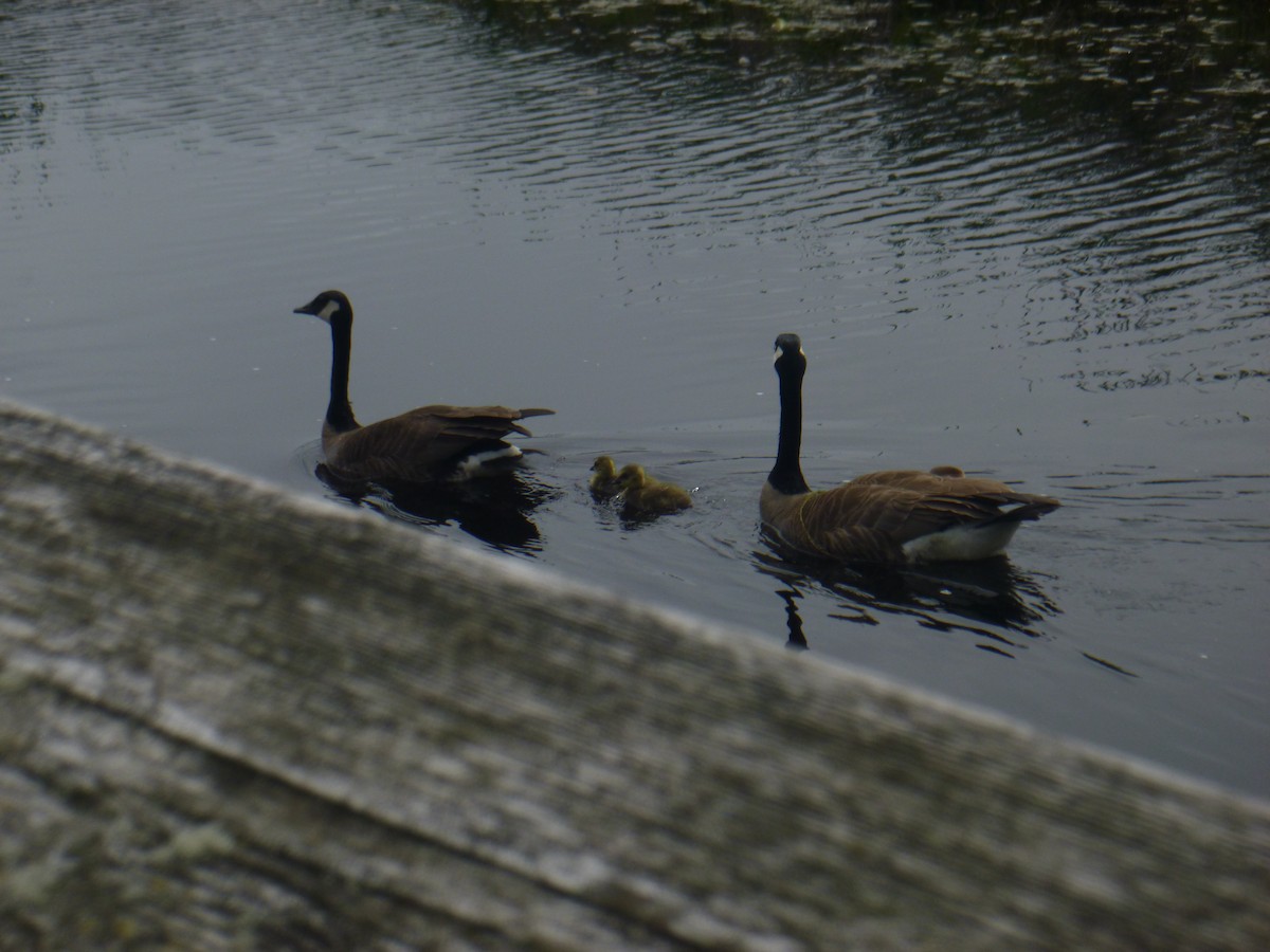 Canada Goose - ML621612043