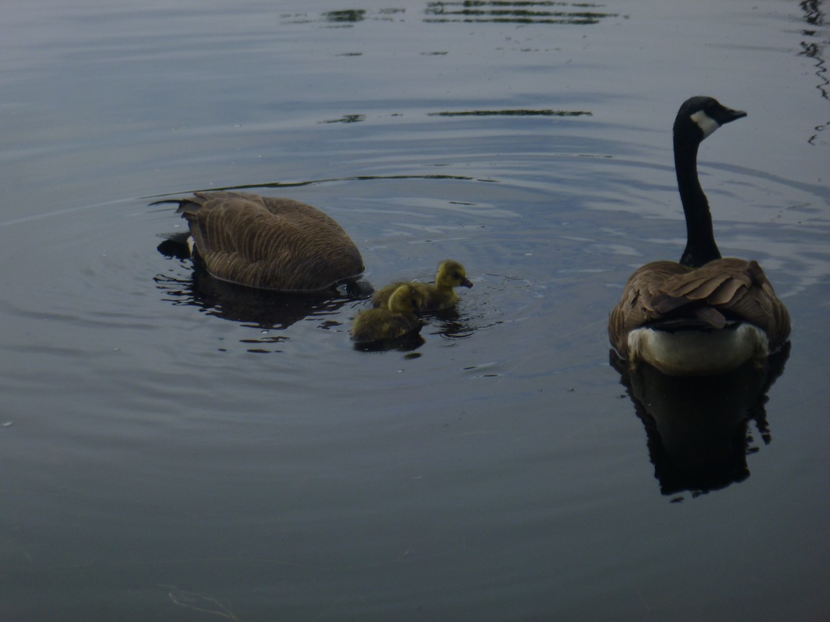 Canada Goose - ML621612045