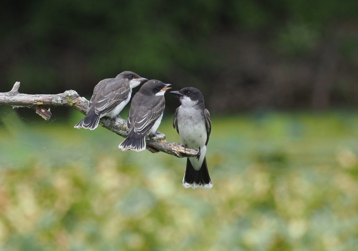 Eastern Kingbird - ML621612081