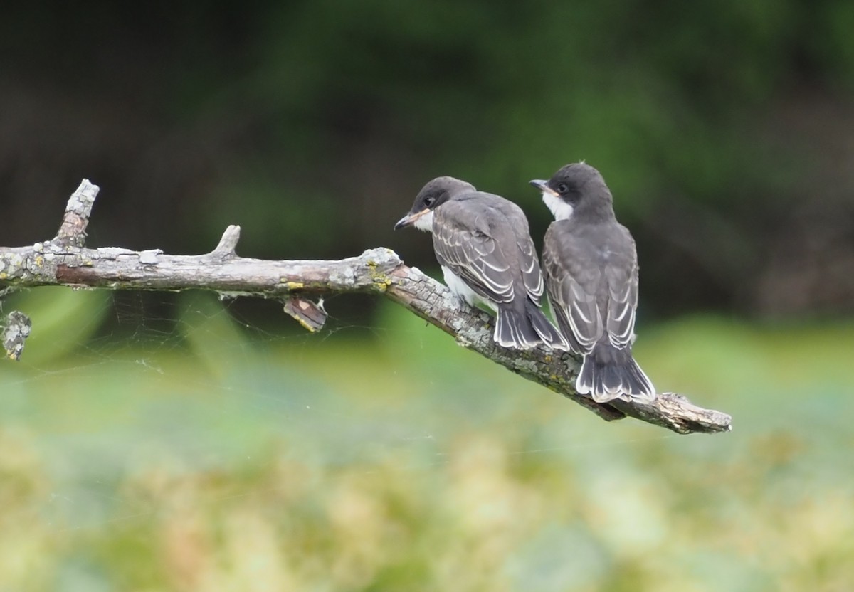 Eastern Kingbird - ML621612139