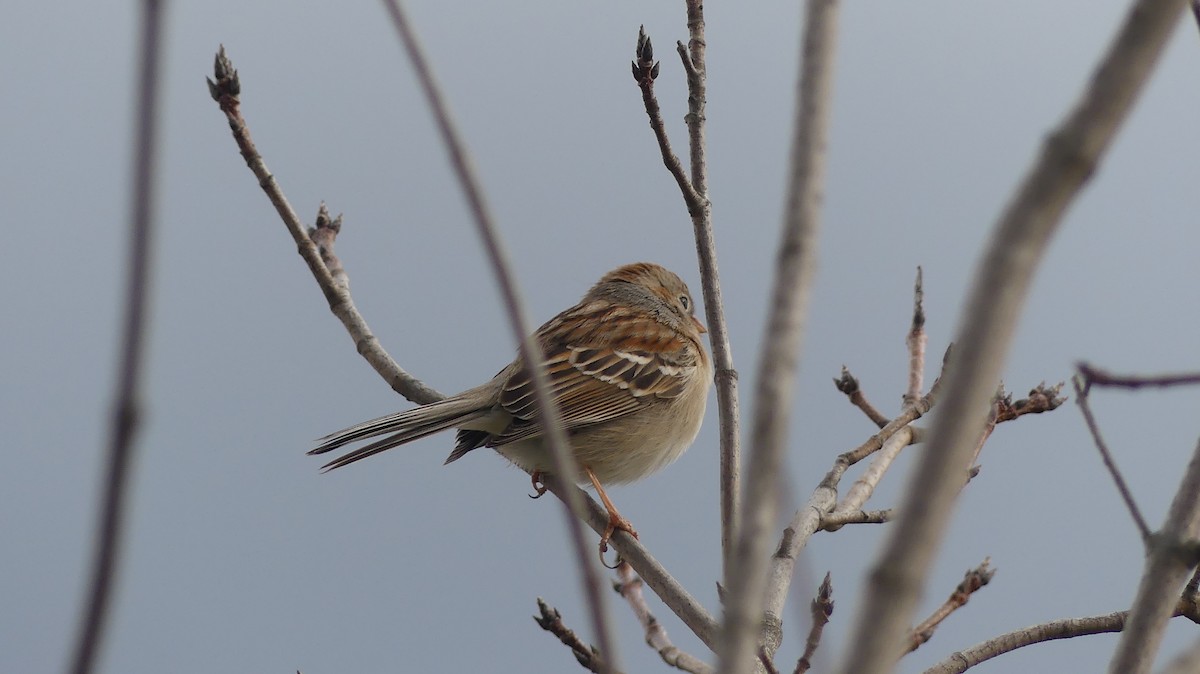 Field Sparrow - ML621612224