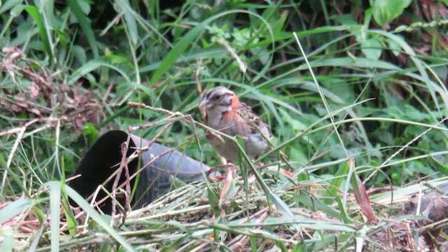 Rufous-collared Sparrow - ML621612306