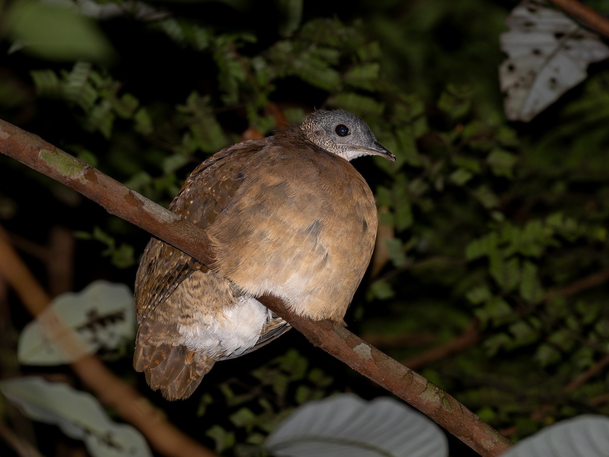 White-throated Tinamou - ML621612367