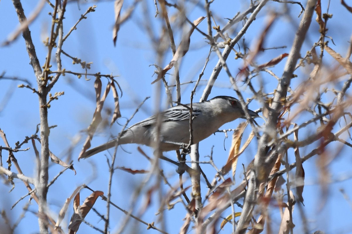 Black-backed Puffback - ML621612398