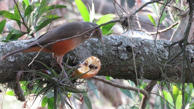 Rufous-bellied Thrush - ML621612467