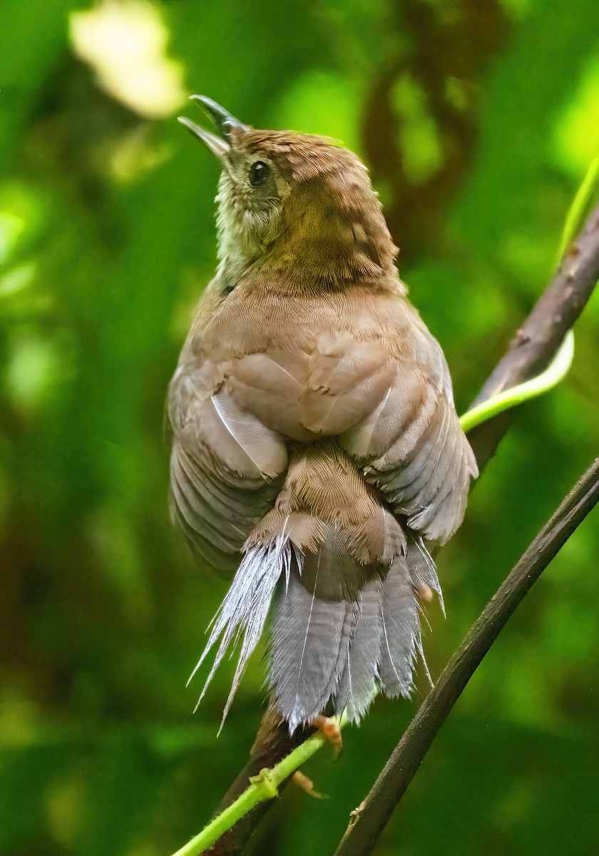 Javan Bush Warbler (Javan) - ML621612491