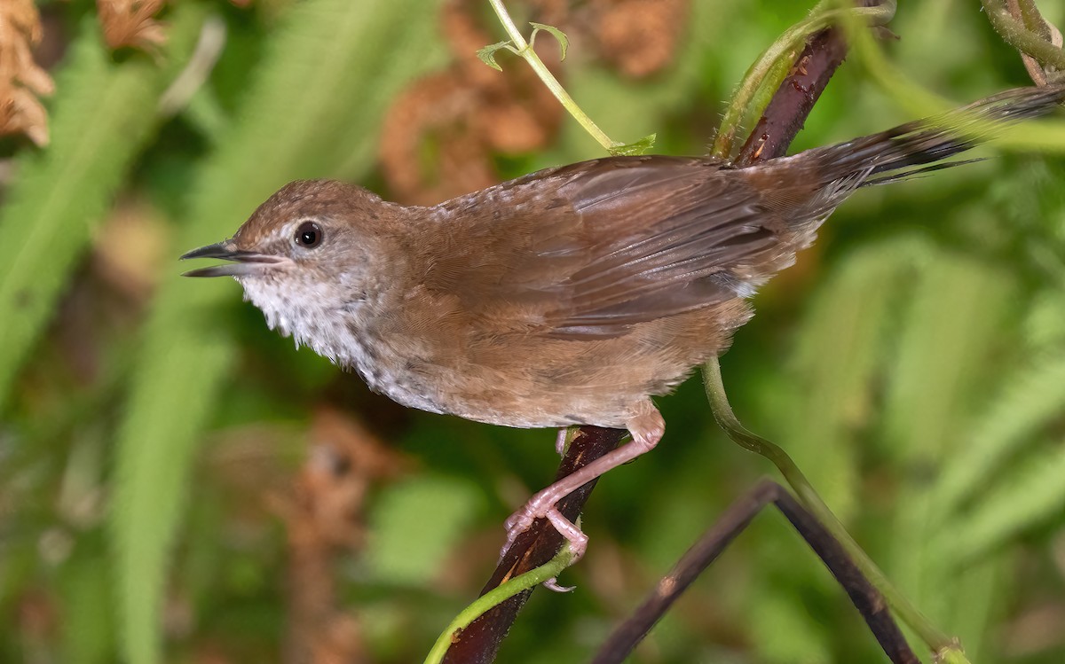 Javan Bush Warbler (Javan) - ML621612492