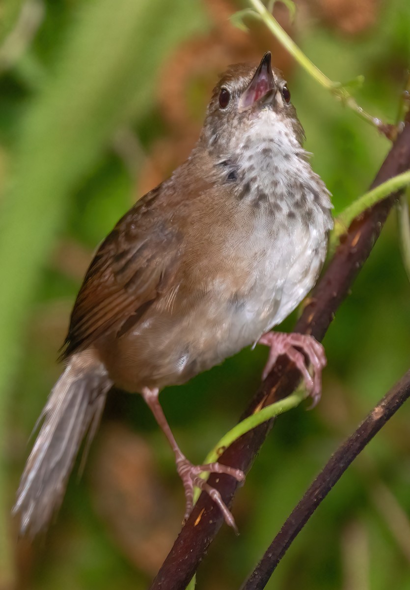 Javan Bush Warbler (Javan) - ML621612493