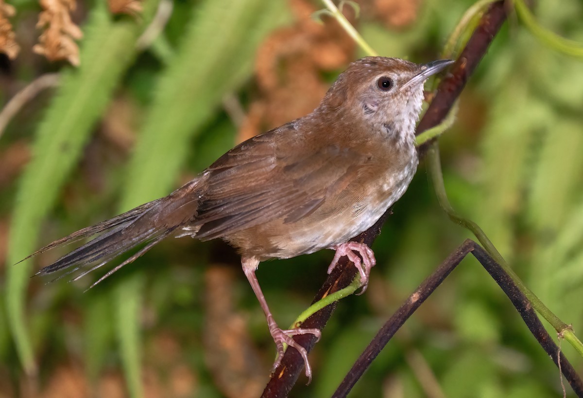 Javan Bush Warbler (Javan) - ML621612496