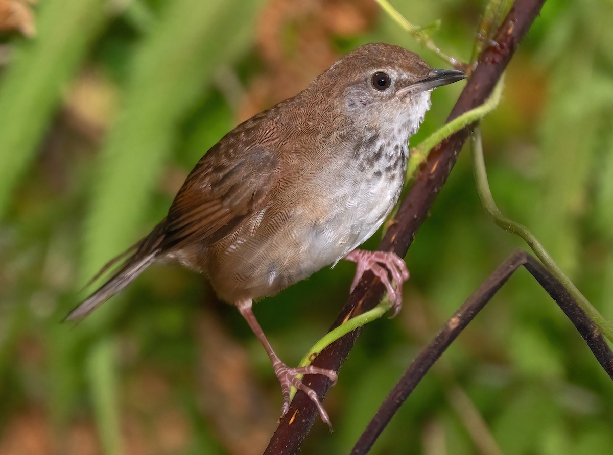 Javan Bush Warbler (Javan) - ML621612500