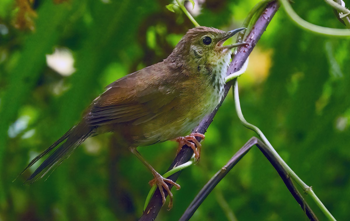 Javan Bush Warbler (Javan) - ML621612502