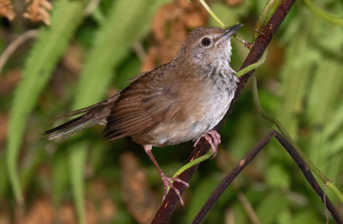 Javan Bush Warbler (Javan) - Mark Chappell