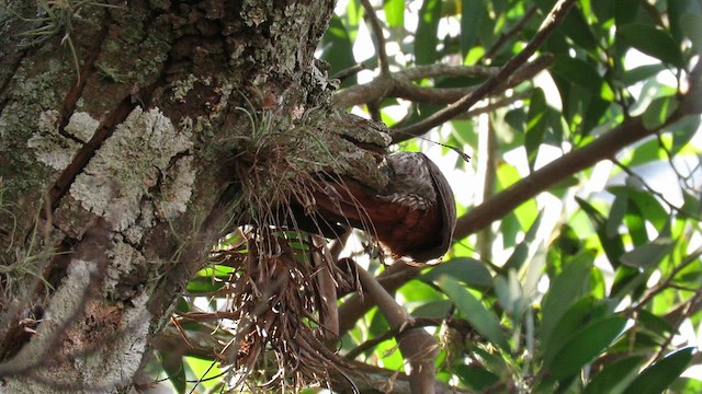 Narrow-billed Woodcreeper - ML621612514